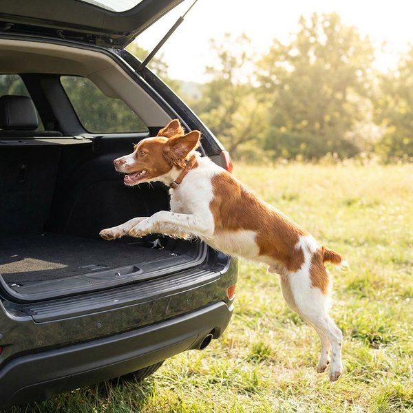 Dog jumping into a car trunk