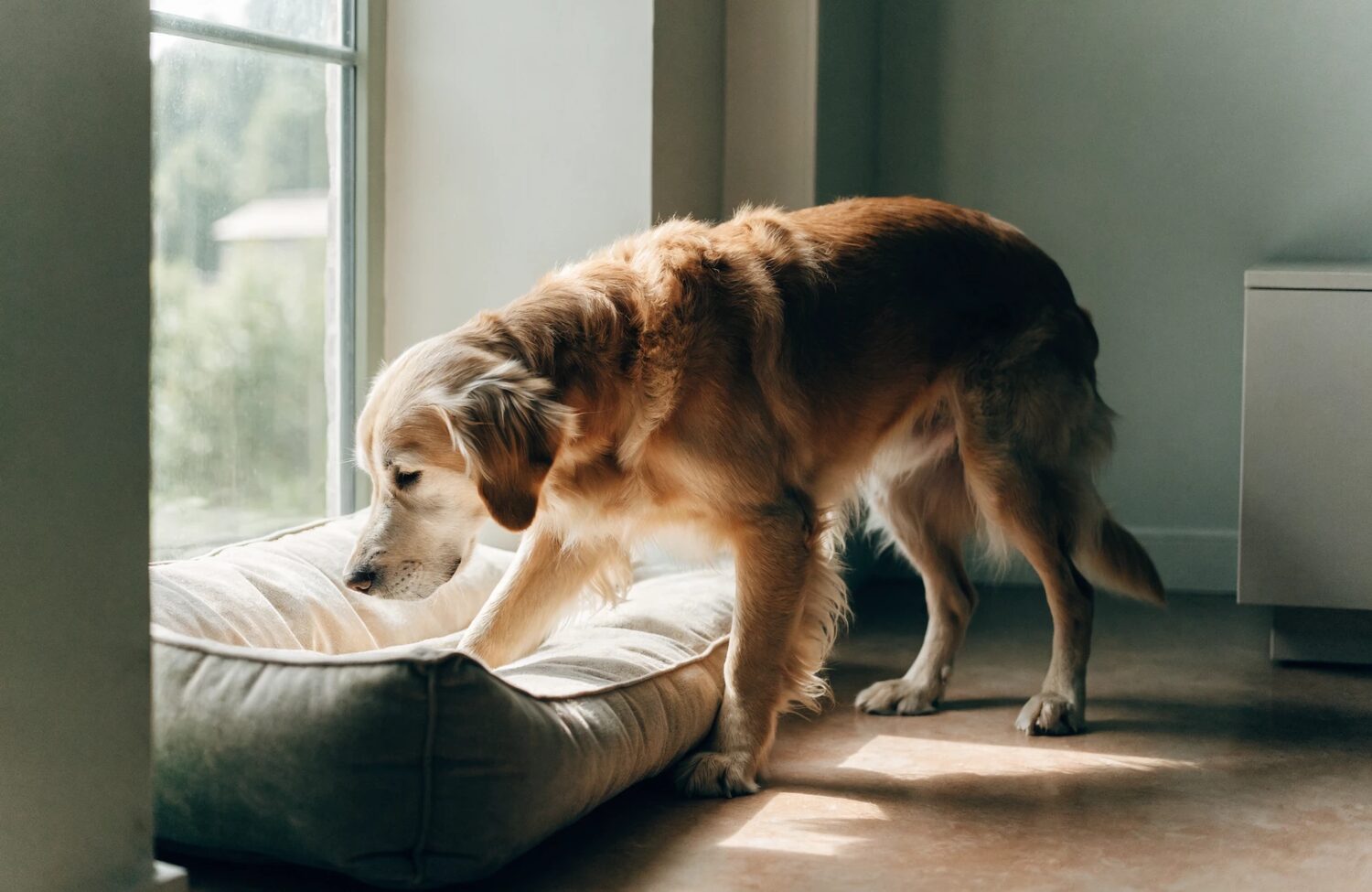 7 Early Signs of Joint Stiffness in Dogs (and What to Do Before It Gets Worse)