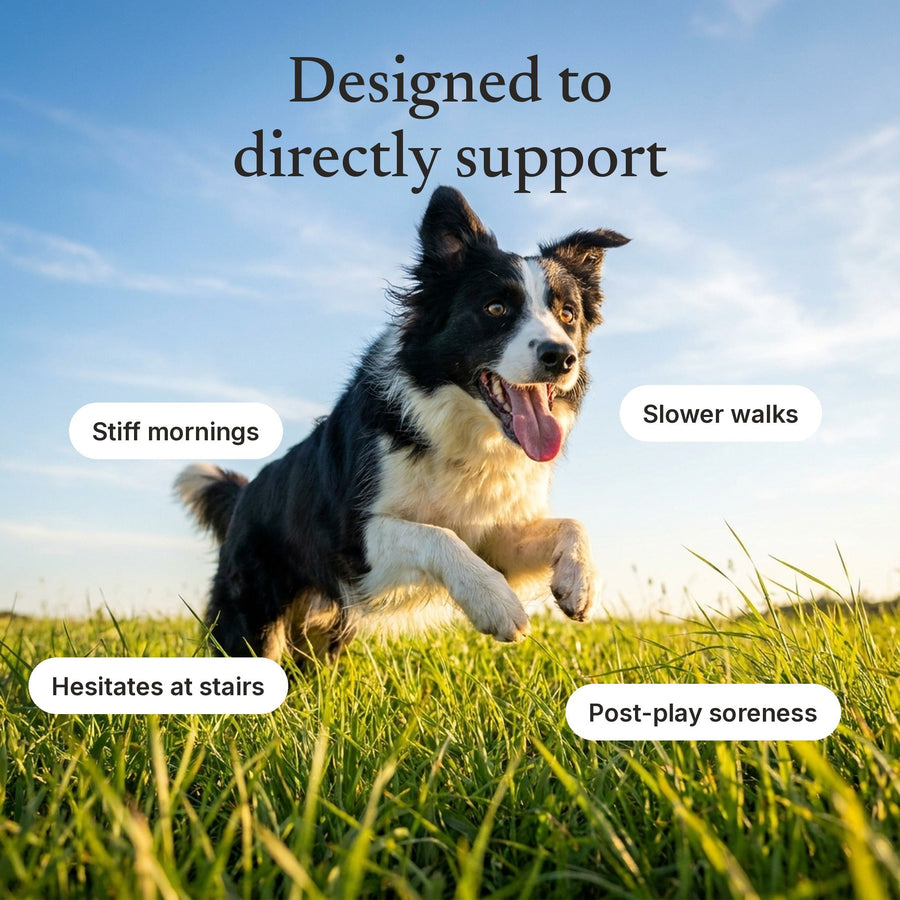 Signs Snoutsie Hip & Joint is designed to support