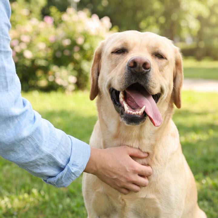 A happy dog with a healthy smile